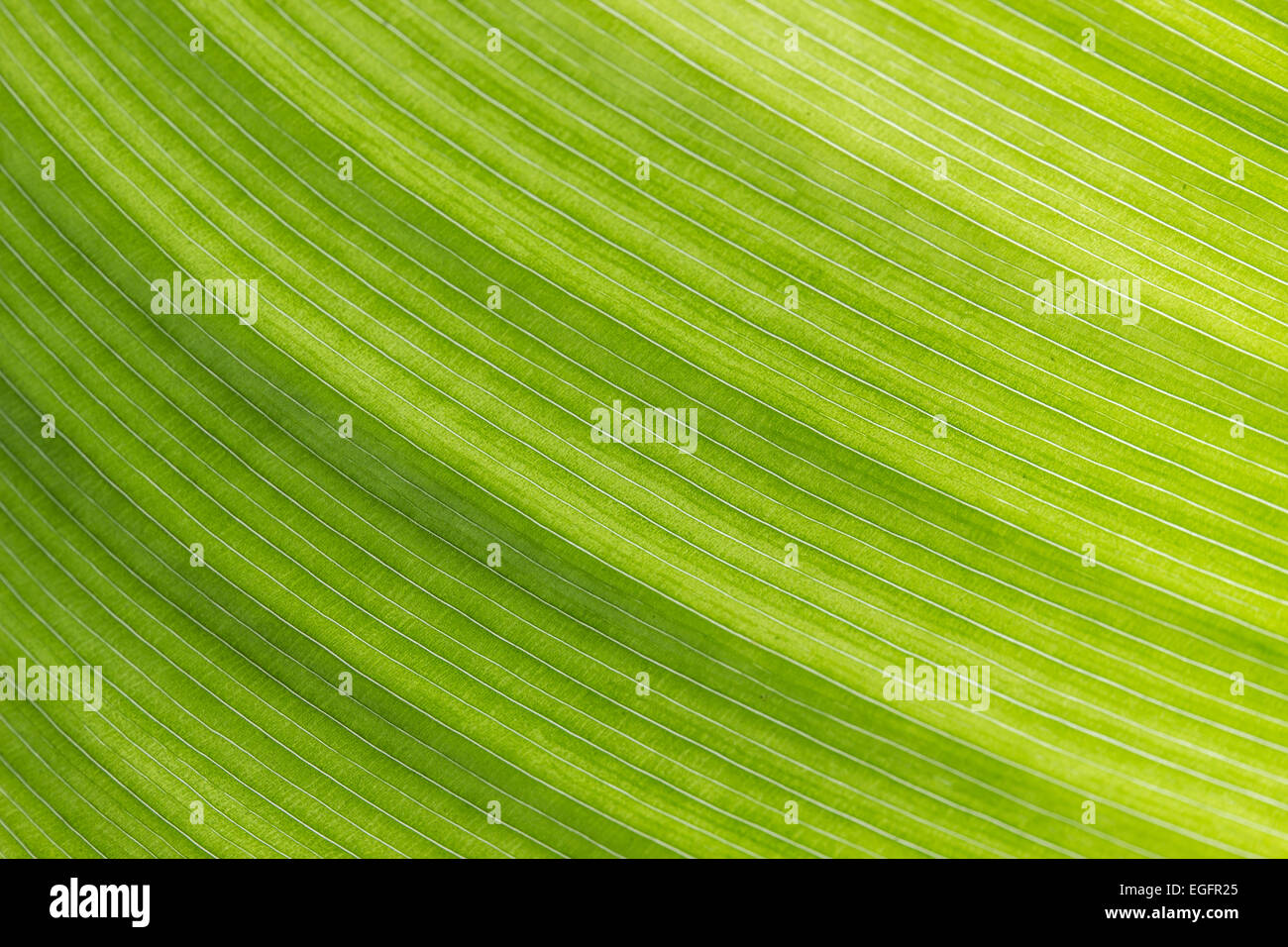 abstract green leaf background Stock Photo Alamy