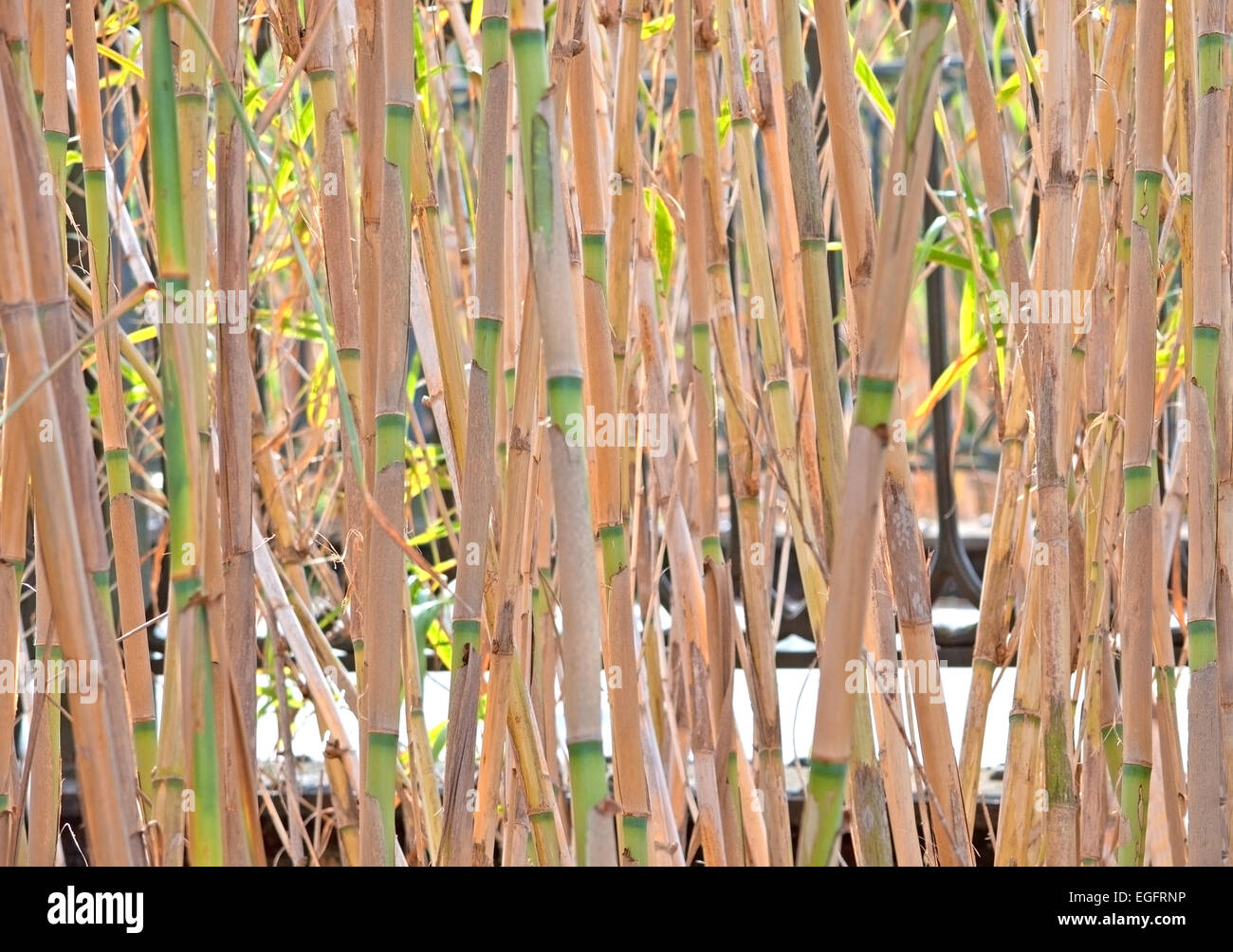 Reeds in high grass closeup, Albufera, Mallorca, Spain Stock Photo - Alamy