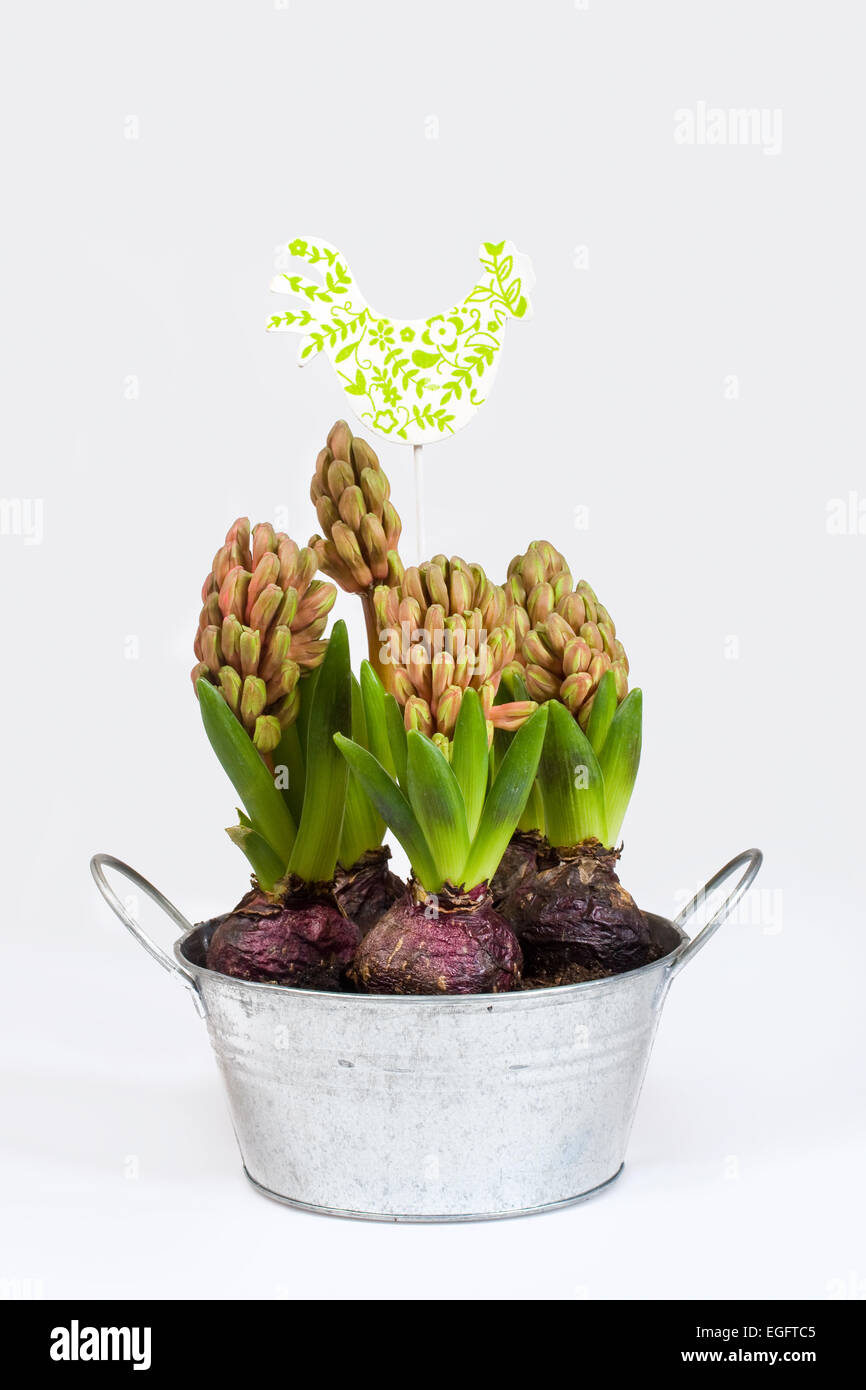 Hyacinth on a white background Stock Photo