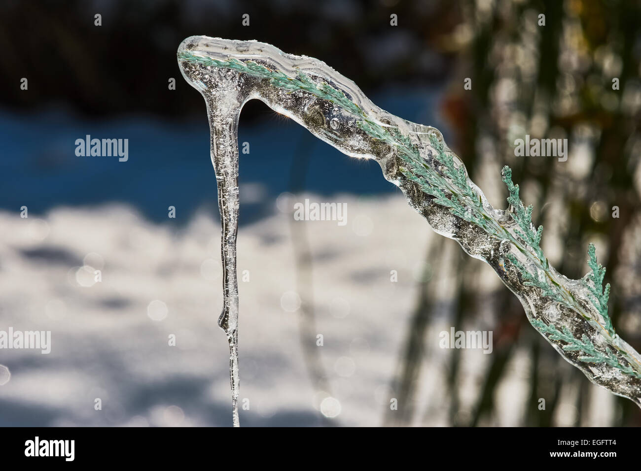 Big icicle on a branch of a juniperuniperus  scopulorum Blue Arrow in december Stock Photo