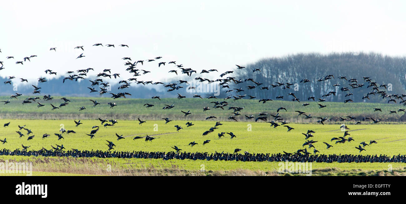 Problems with Brent Geese feeding on sprouting corn on Lincolnshire farm land. Stock Photo