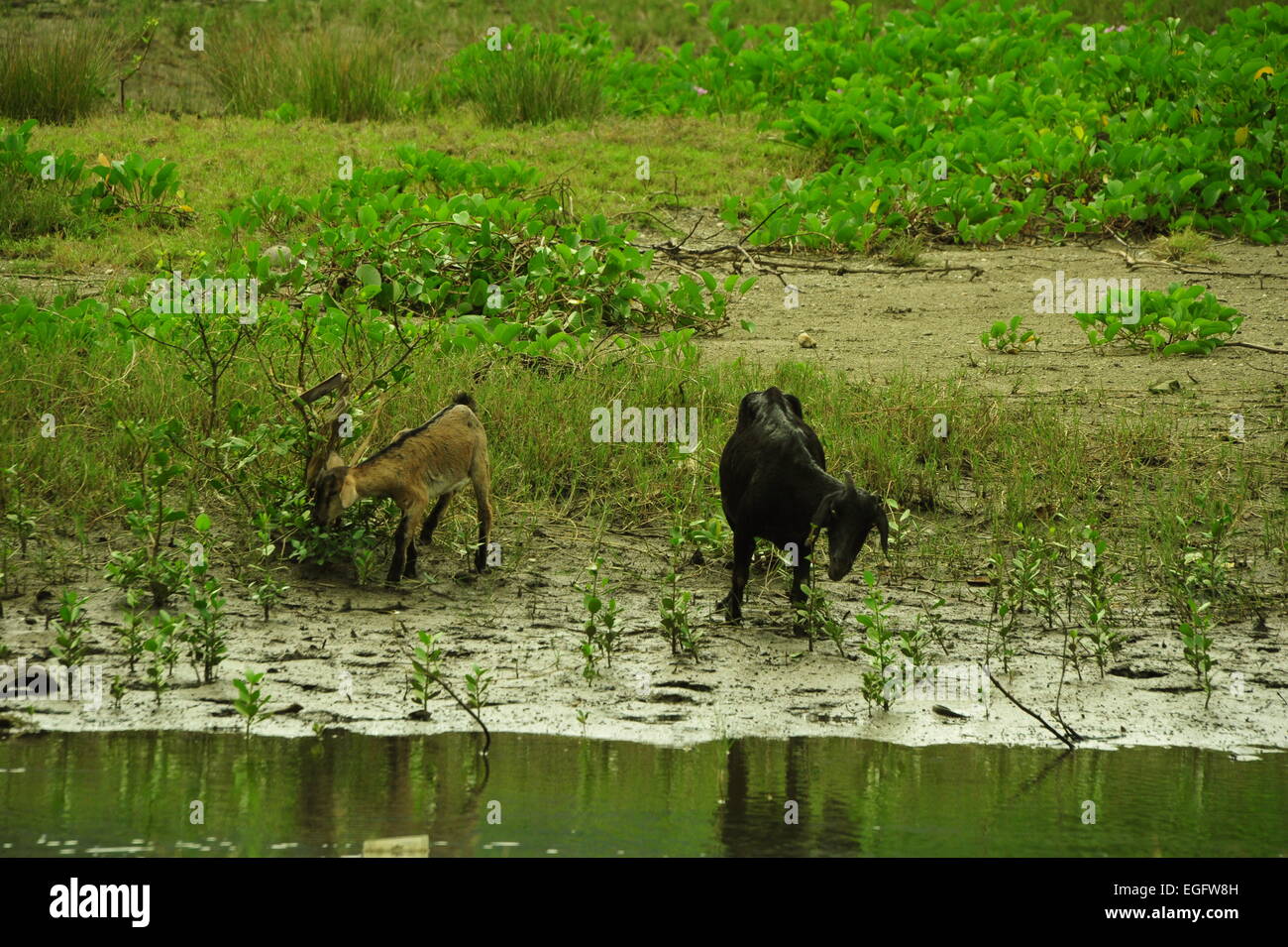 Wild Goats are drinking water, Sibuyan Island, Philippines. Stock Photo