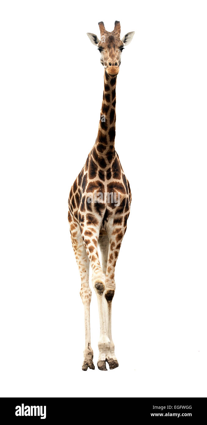 Giraffe against white background Stock Photo