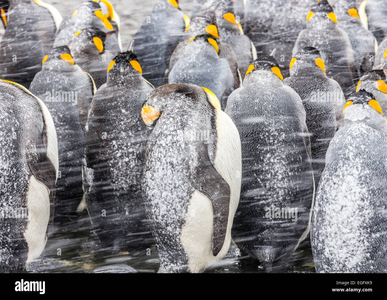 King Penguins huddle together with their backs to the sudden snow squall Stock Photo