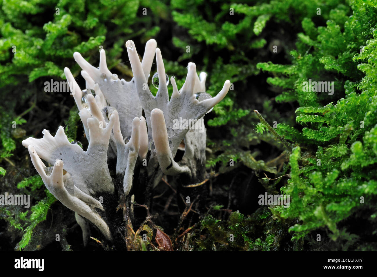 Candlestick fungus / candlesnuff fungus / candle snuff fungi / carbon