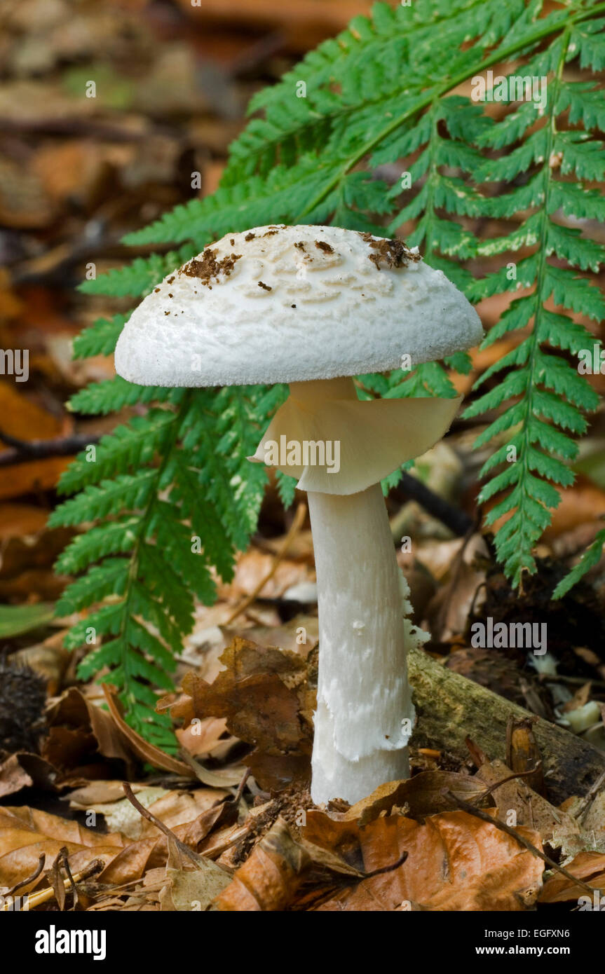 False deathcap / Citron amanita fungus (Amanita citrina) in autumn forest Stock Photo