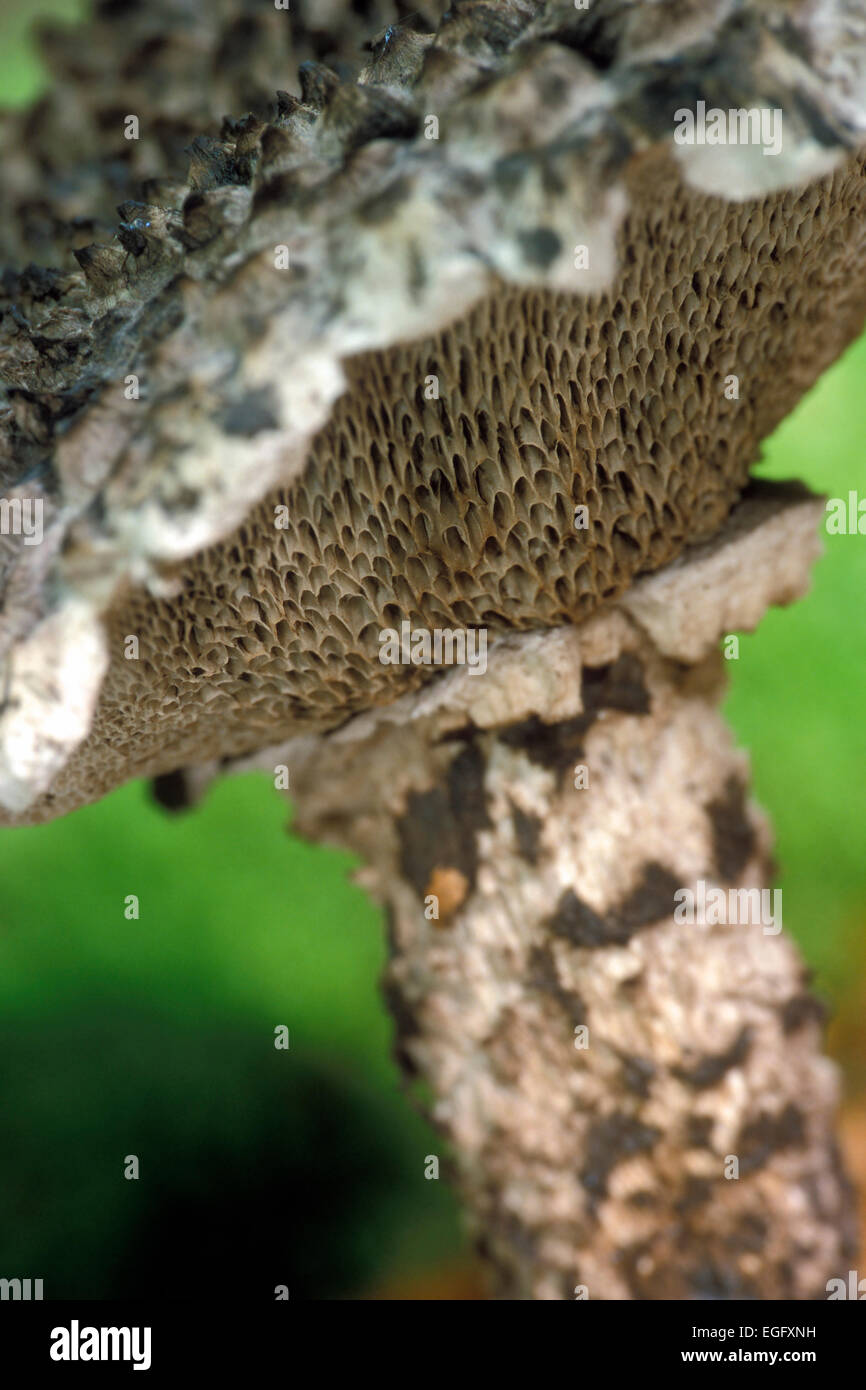 Old Man of the Woods (Strobilomyces strobilaceus / Strobilomyces floccopus) underside of cap showing pores Stock Photo