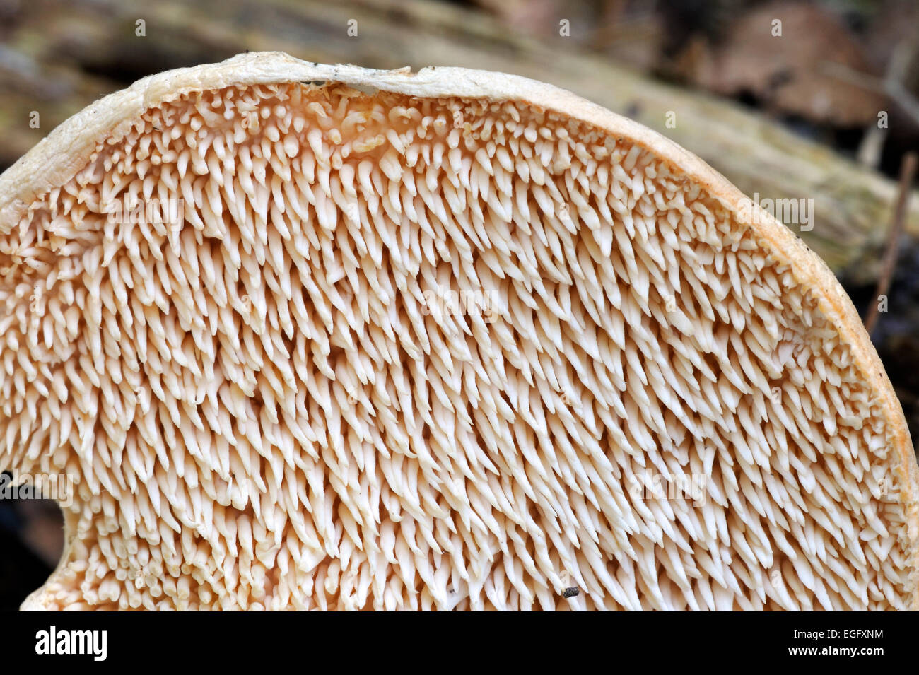 Sweet tooth / wood hedgehog / hedgehog mushroom (Hydnum repandum) underside showing spines Stock Photo