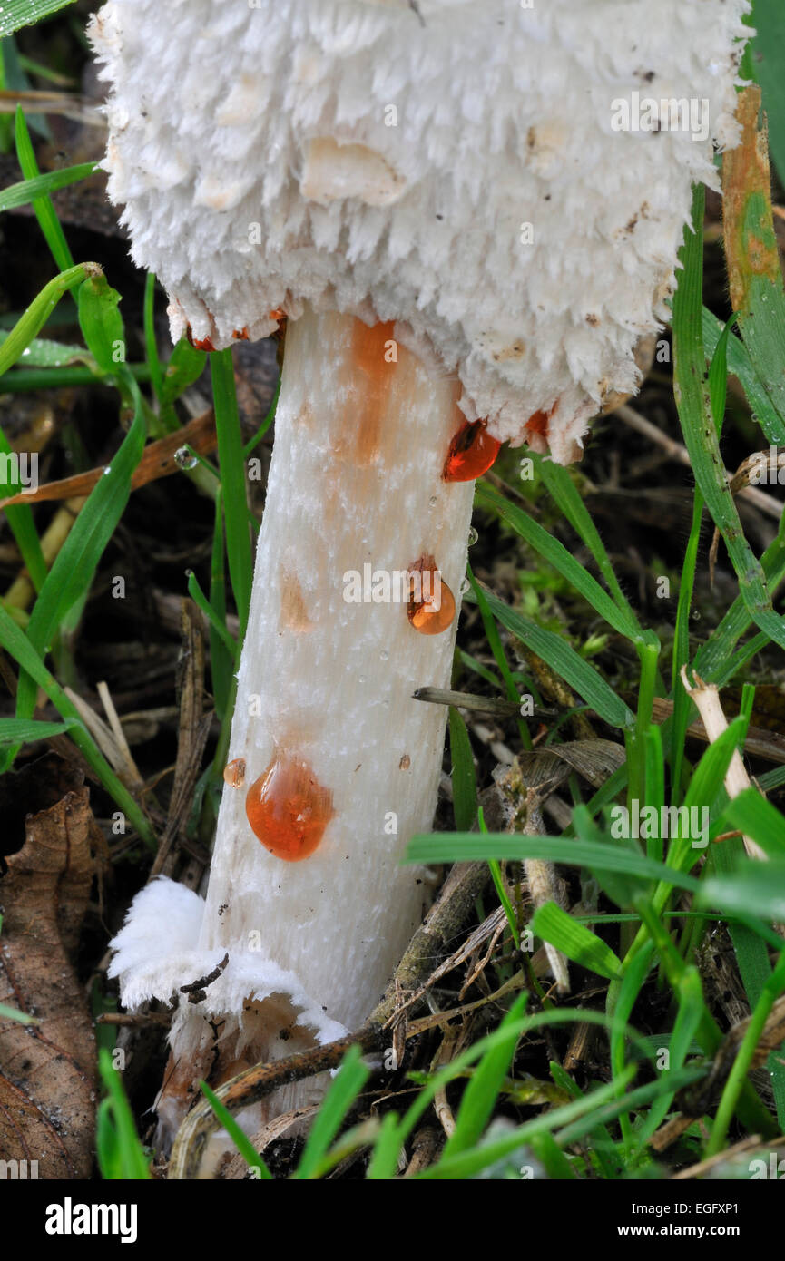Shaggy ink cap / Shaggy inkcap / Lawyer's wig / shaggy mane (Coprinus comatus) showing drops of liquid filled with spores Stock Photo
