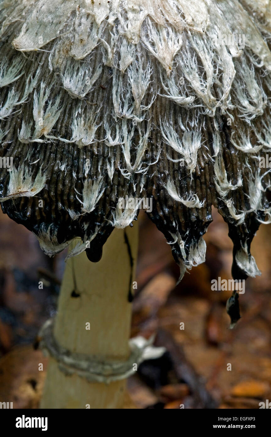 Shaggy ink cap / Shaggy inkcap / Lawyer's wig (Coprinus comatus) showing scales and drops of black liquid filled with spores Stock Photo