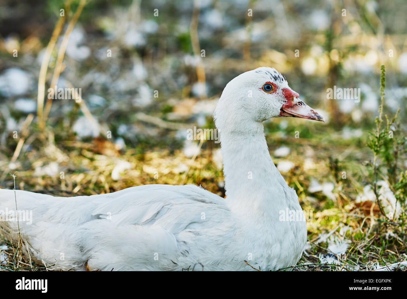 Wonderful white duck in the village street Stock Photo