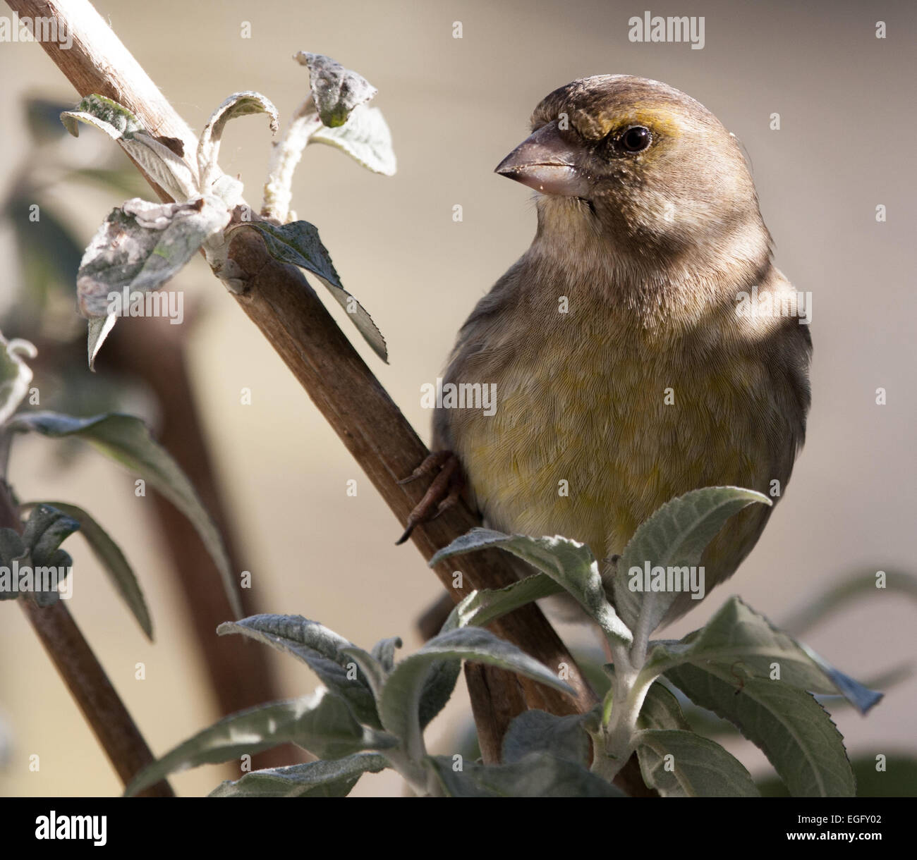 Juvenile greenfinch hi-res stock photography and images - Alamy