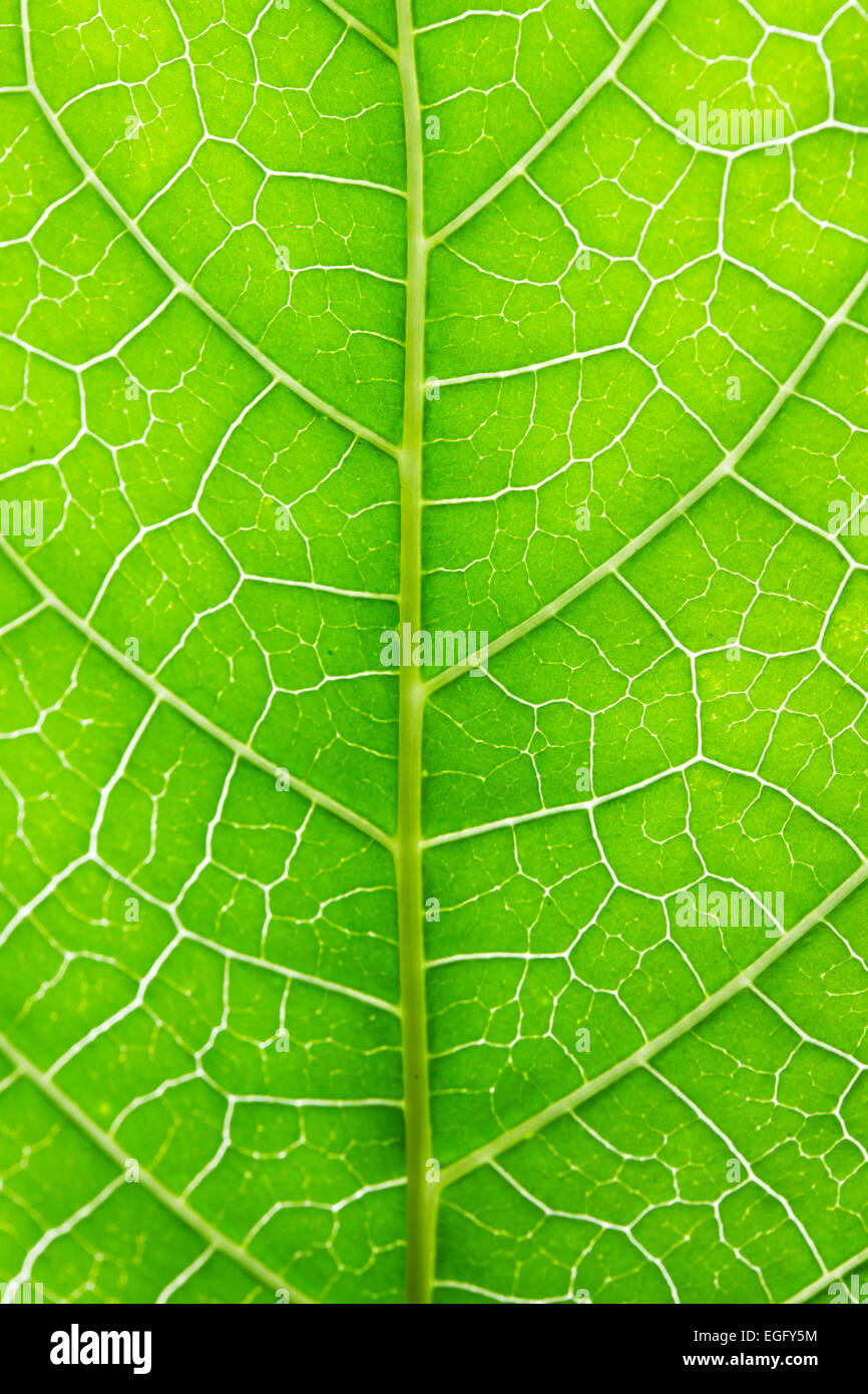 green leaf macro texture background Stock Photo - Alamy