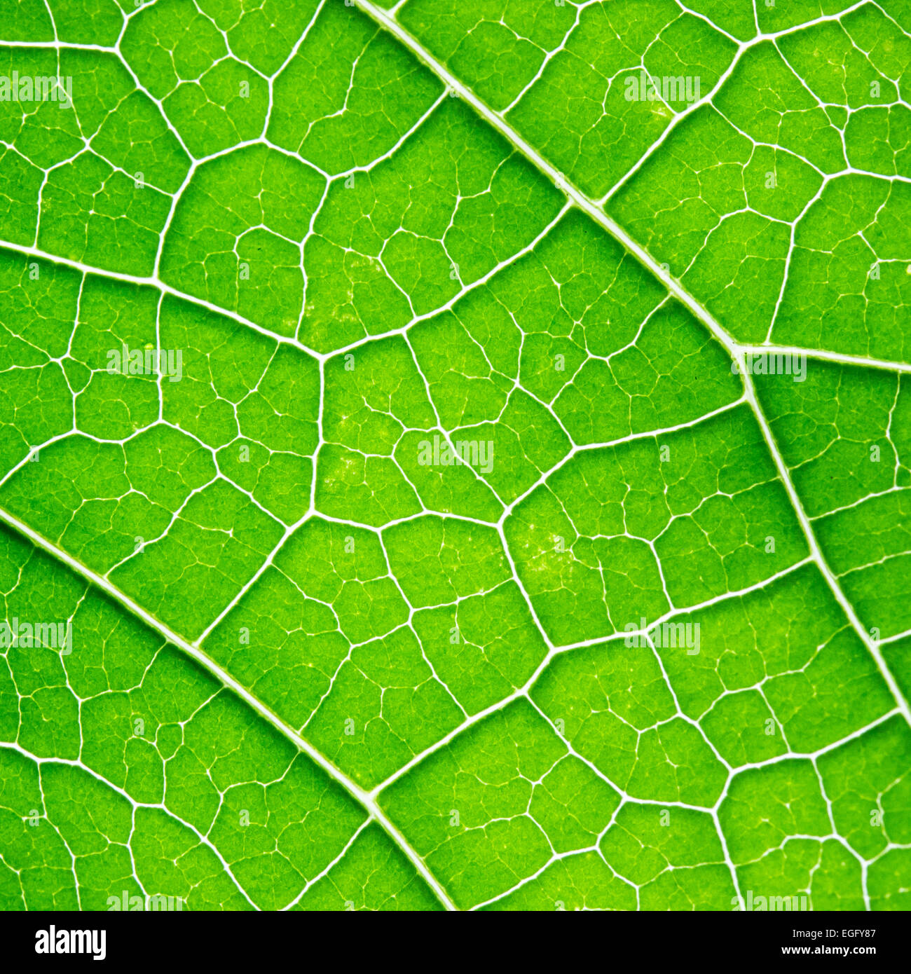 green leaf macro texture background Stock Photo - Alamy