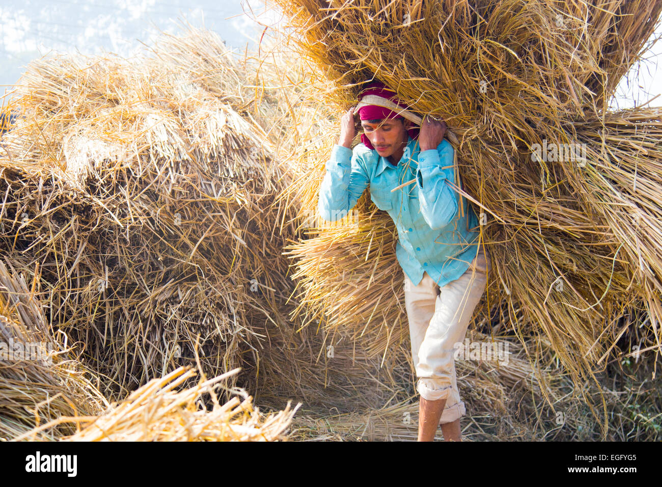 Grain harvest near Kathmandu Nepal Stock Photo