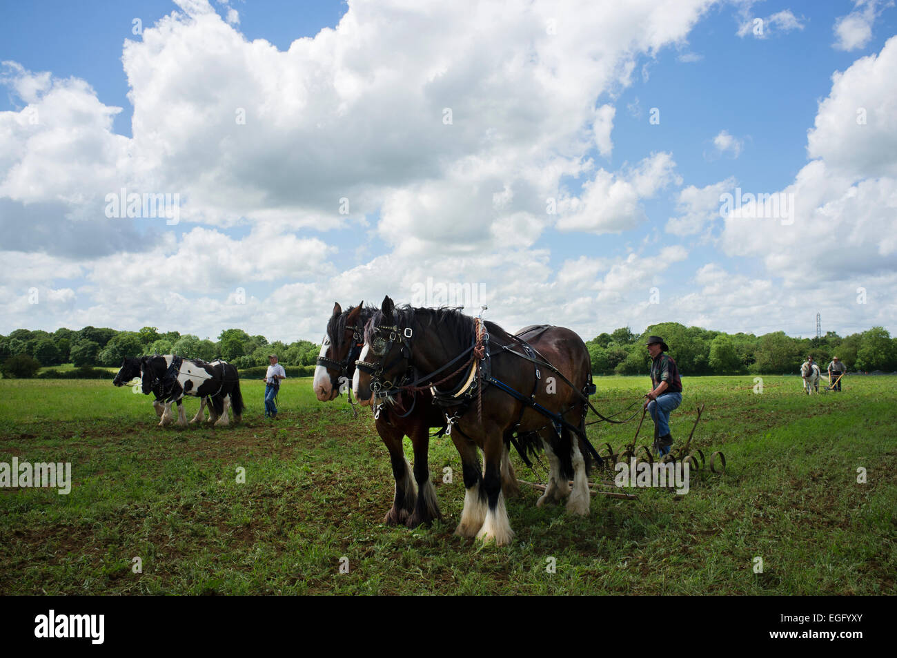 Farmers with working heavy horses displaying their techniques at Abbey Home Farm in