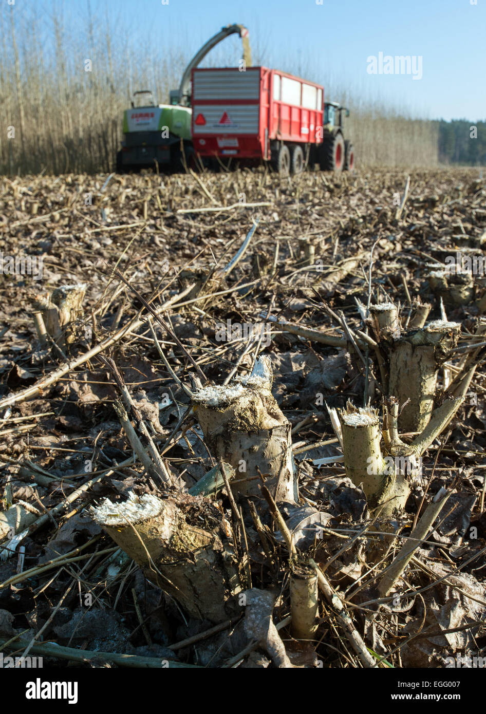Short rotation plantation hi-res stock photography and images - Alamy