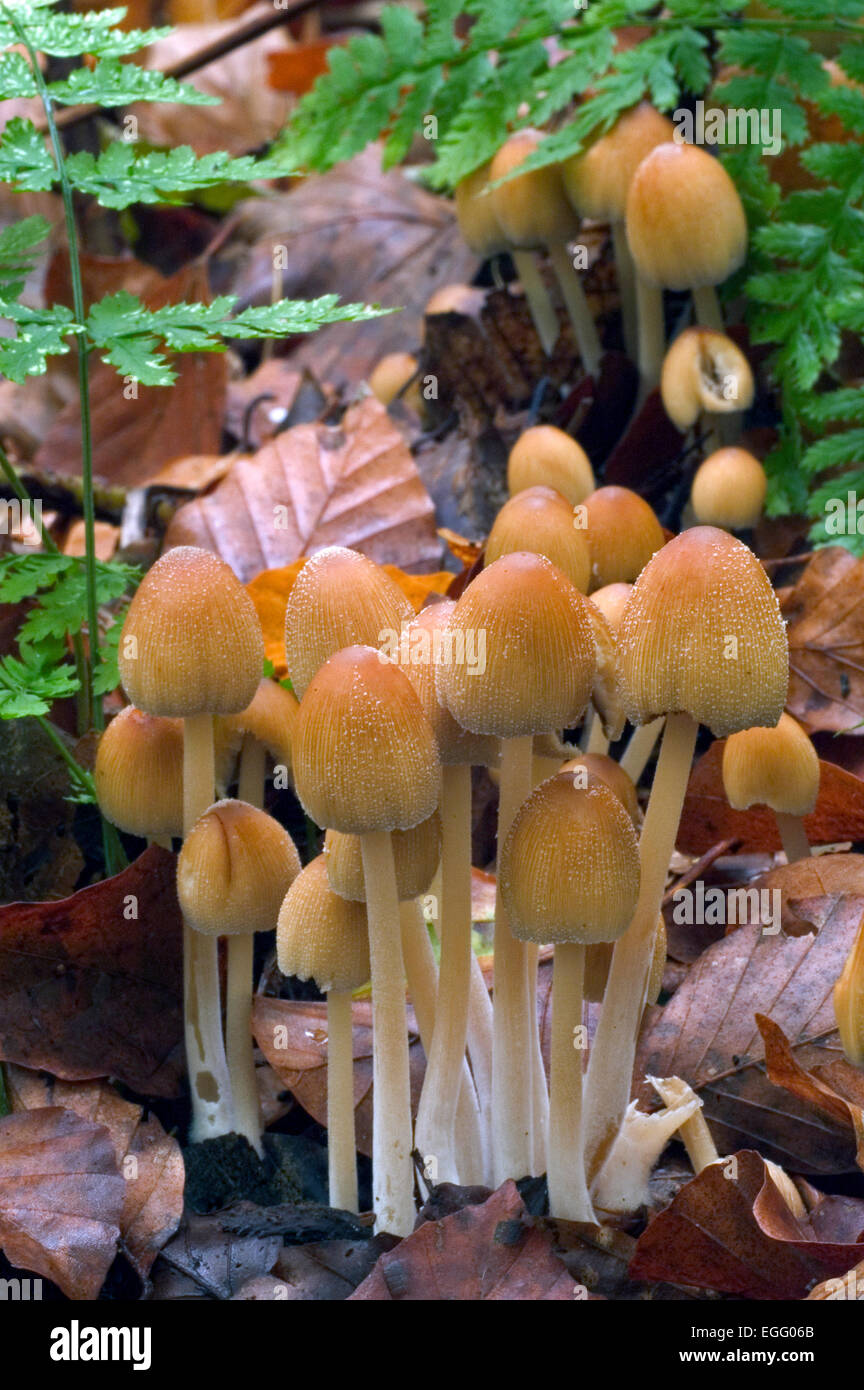 Mica cap / shiny cap / glistening inky cap (Coprinellus truncorum / Coprinellus micaceus) Stock Photo