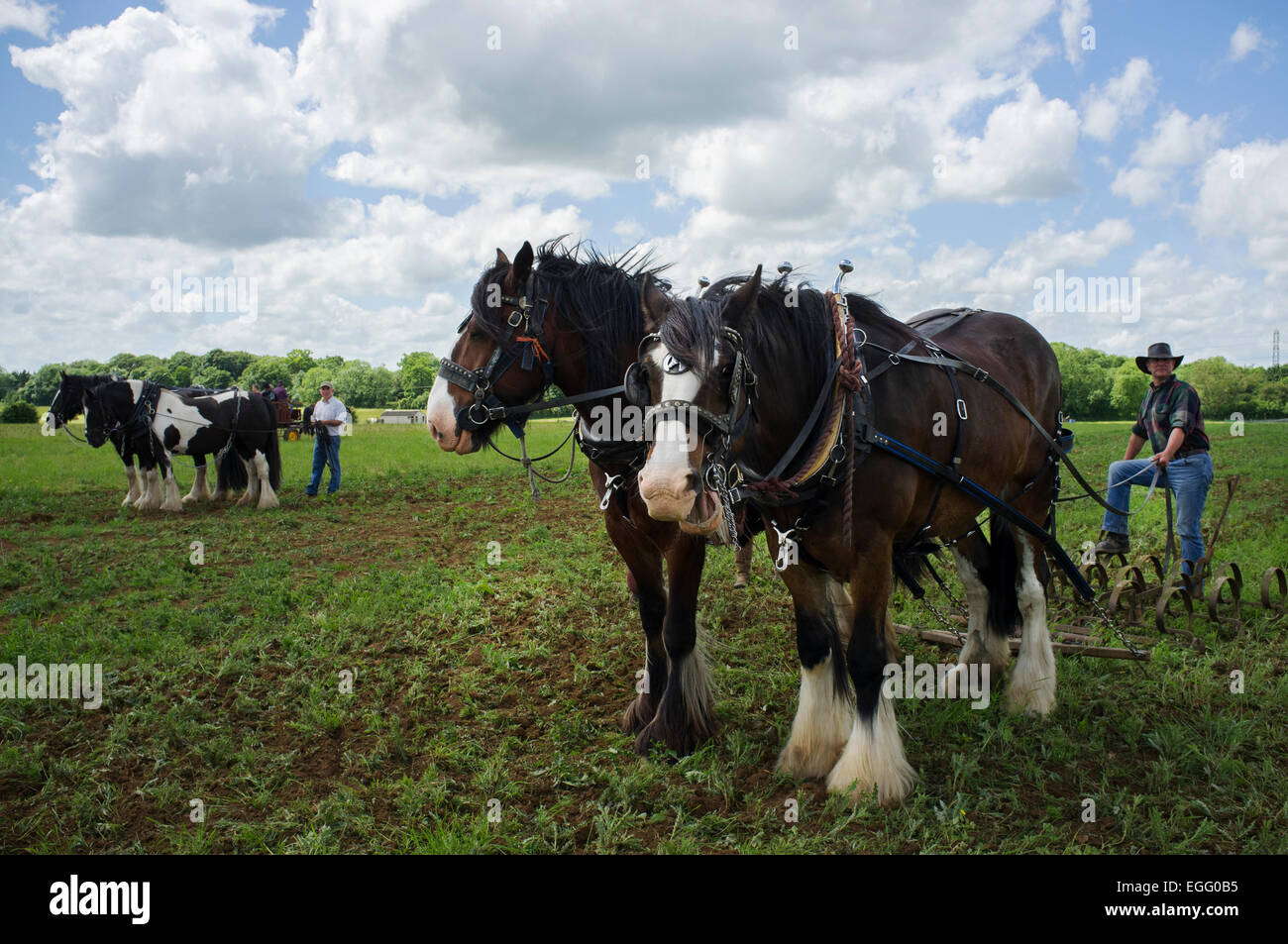 Farmers with working heavy horses displaying their techniques at Abbey