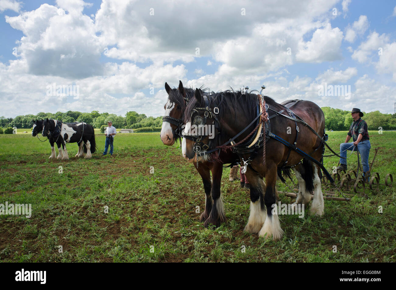 Farmers with working heavy horses displaying their techniques at Abbey