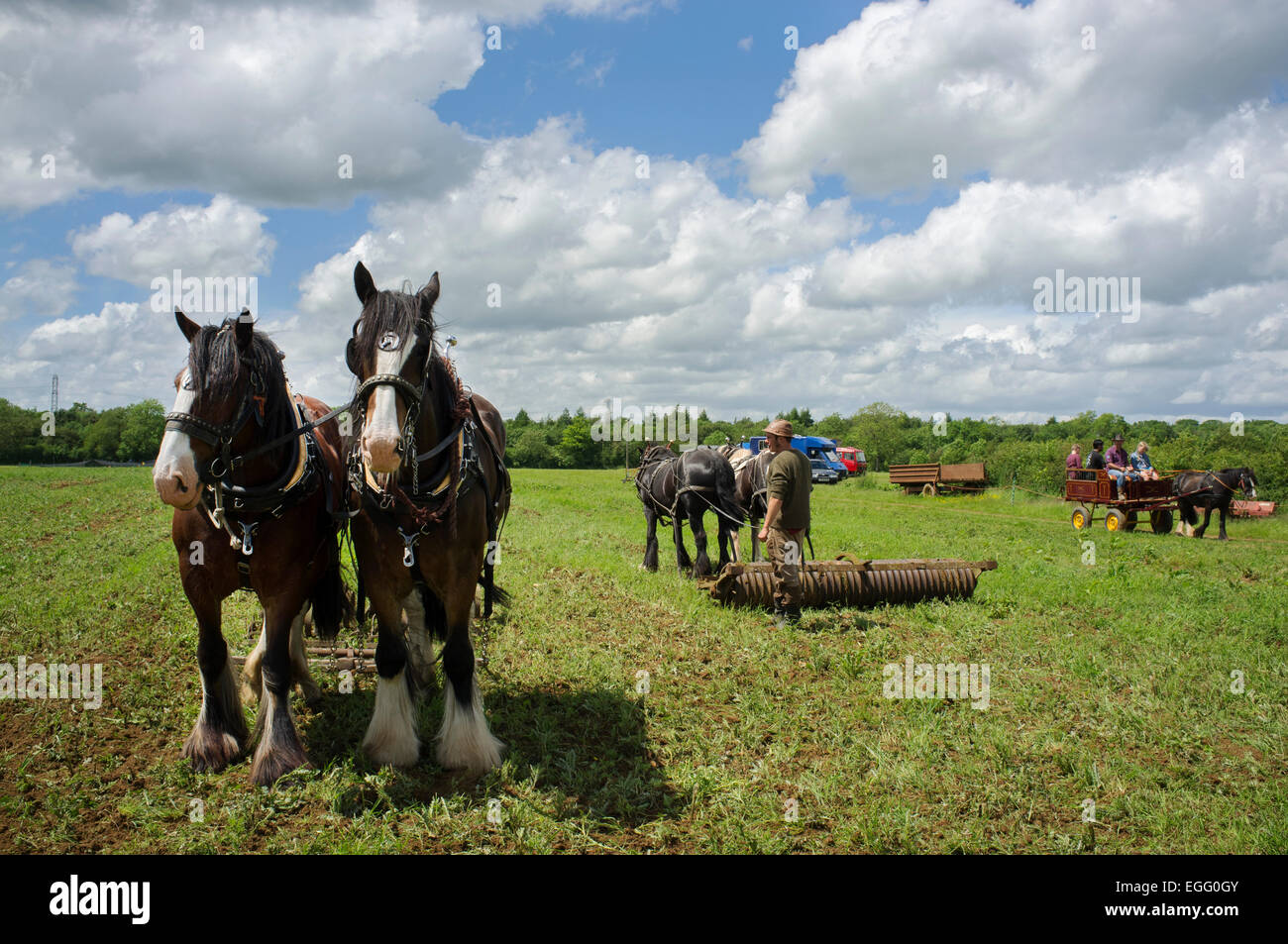 Farmers with working heavy horses displaying their techniques at Abbey Home Farm in