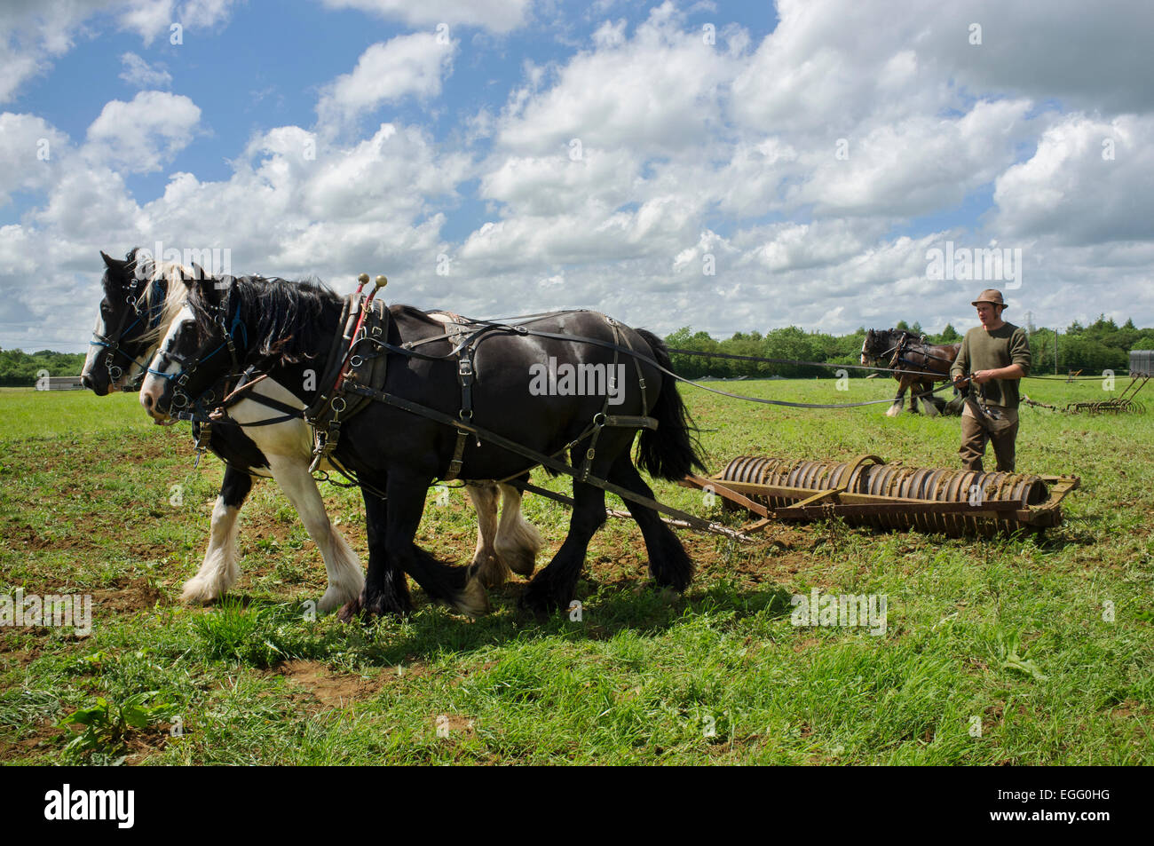 Farmers with working heavy horses displaying their techniques at Abbey Home Farm in