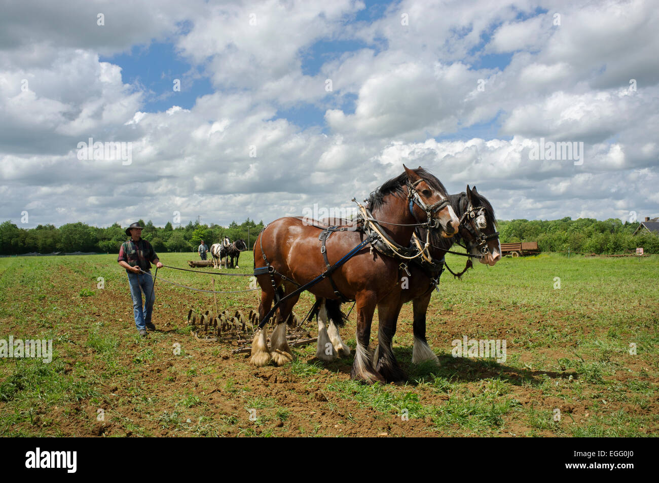 Farmers with working heavy horses displaying their techniques at Abbey