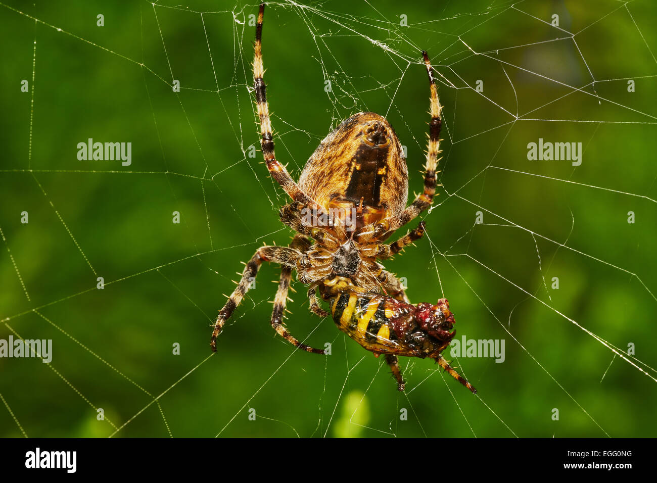 spider wasp with prey on a green background Stock Photo - Alamy