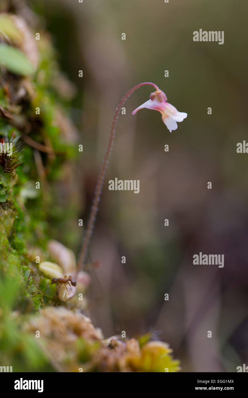 Pale butterwort pinguicula lusitanica cornwall hires stock photography