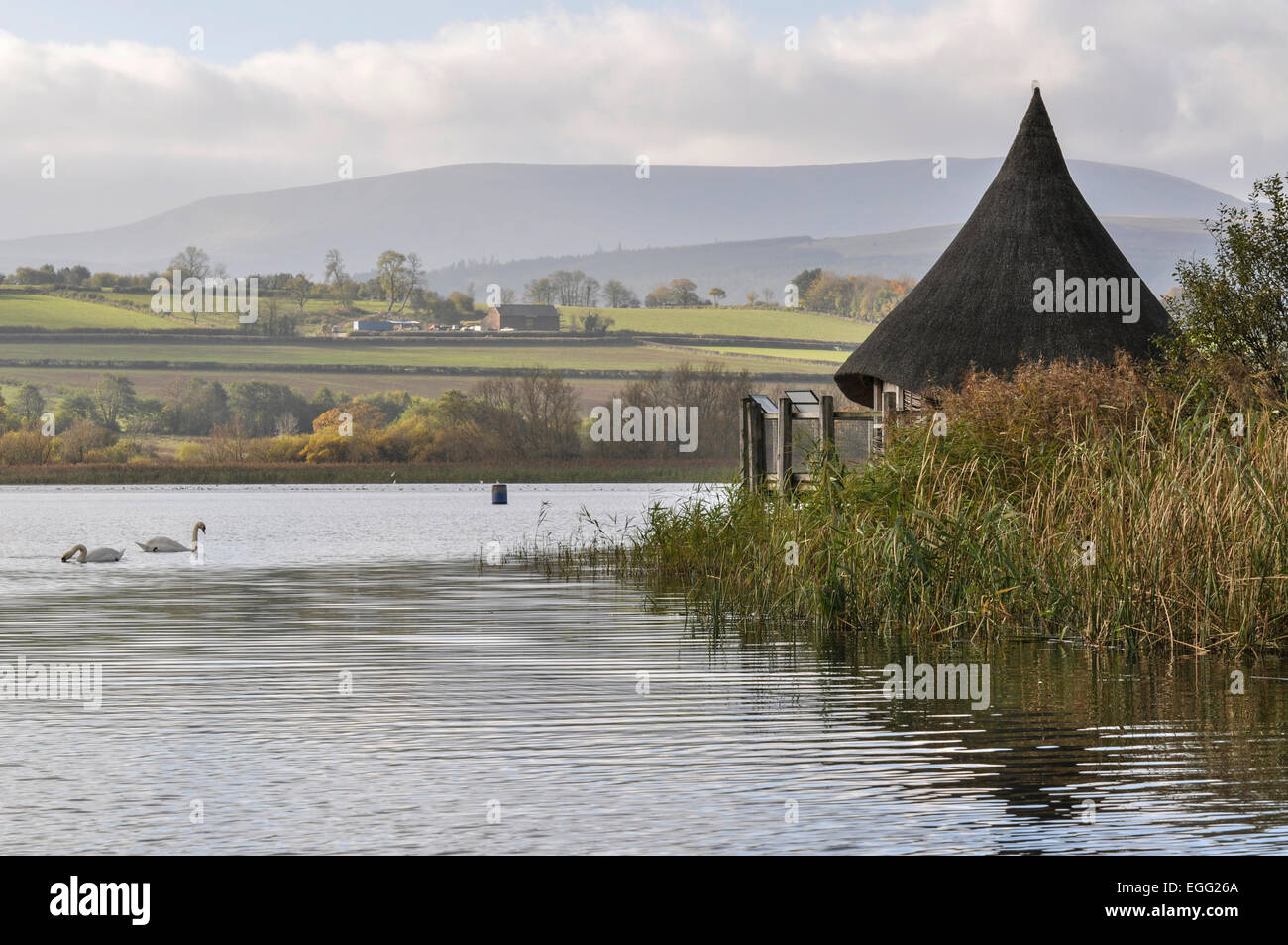 Brecon Beacons National Park Powys UK, Llangorse Lake with ancient Crannog and swans in autumn