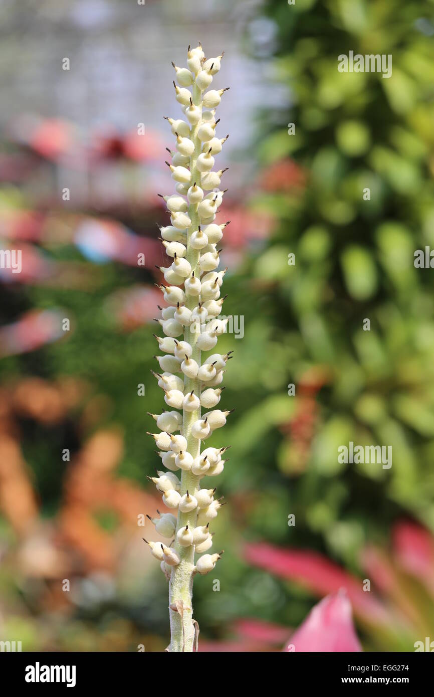 Different colored plants and flowers photographed closeup Stock Photo