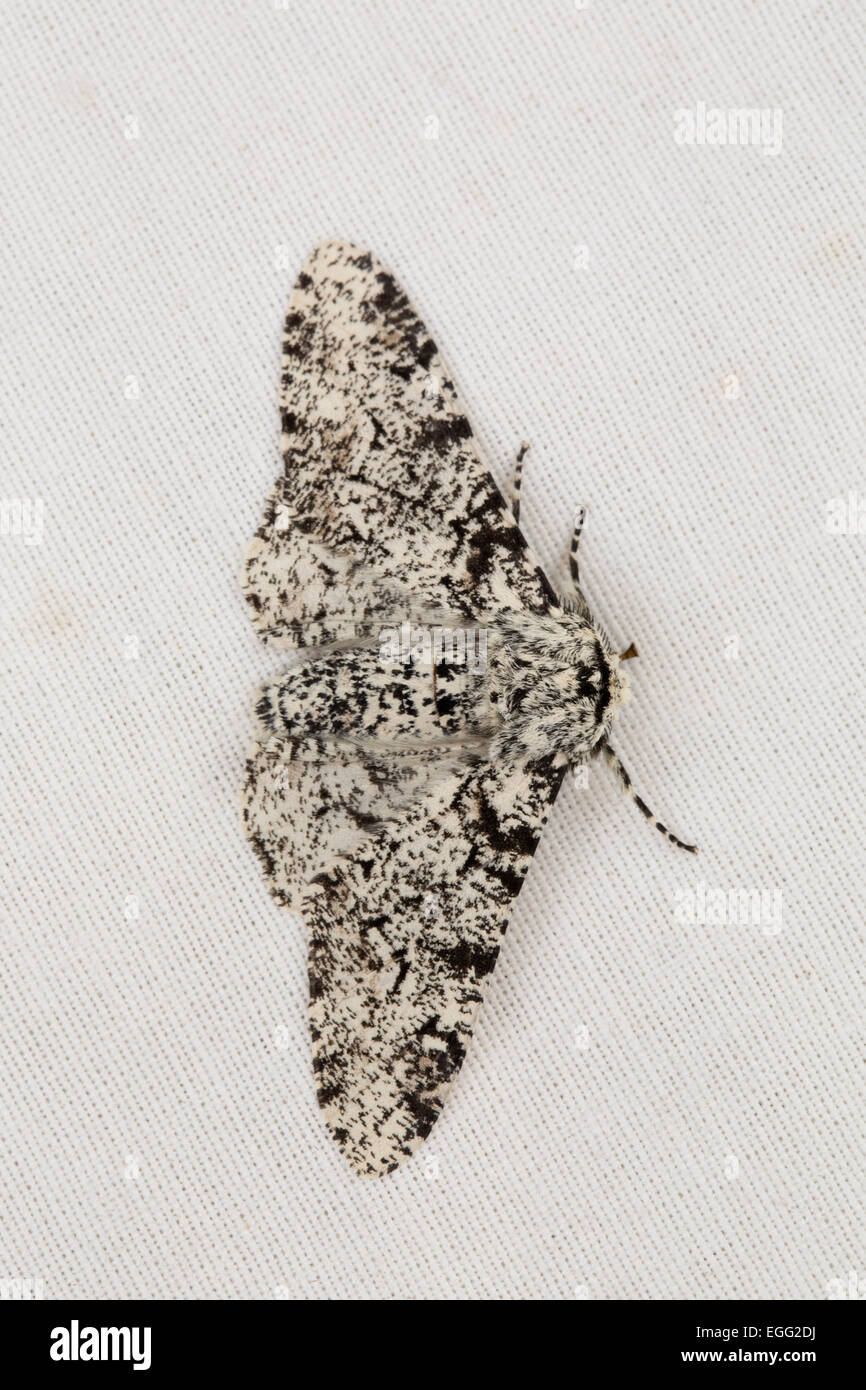 Peppered Moth Biston betularia Single on White Cloth Cornwall; UK Stock Photo