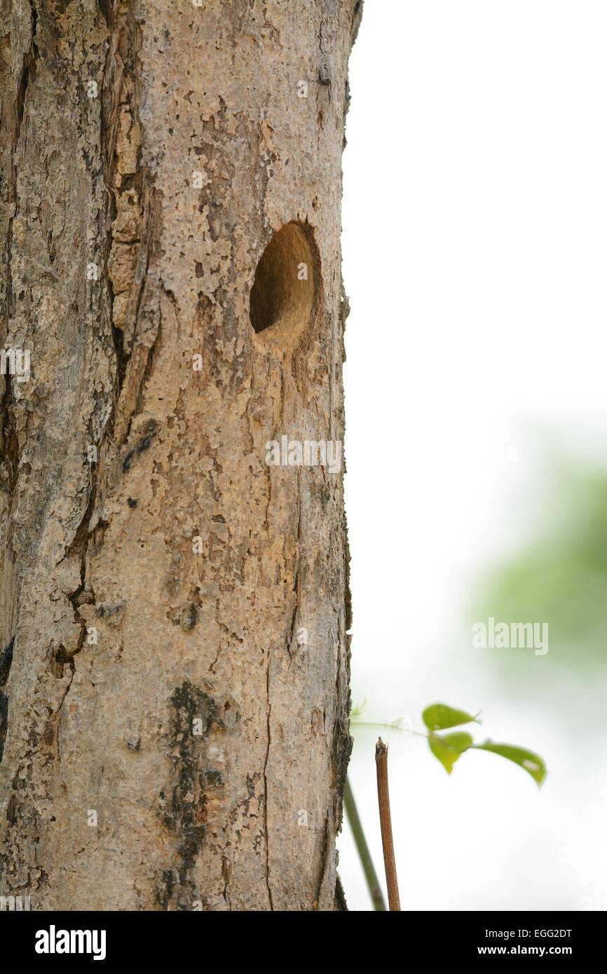 beautiful hole nest of Spotbreasted Woodpecker (Dendrocopos analis