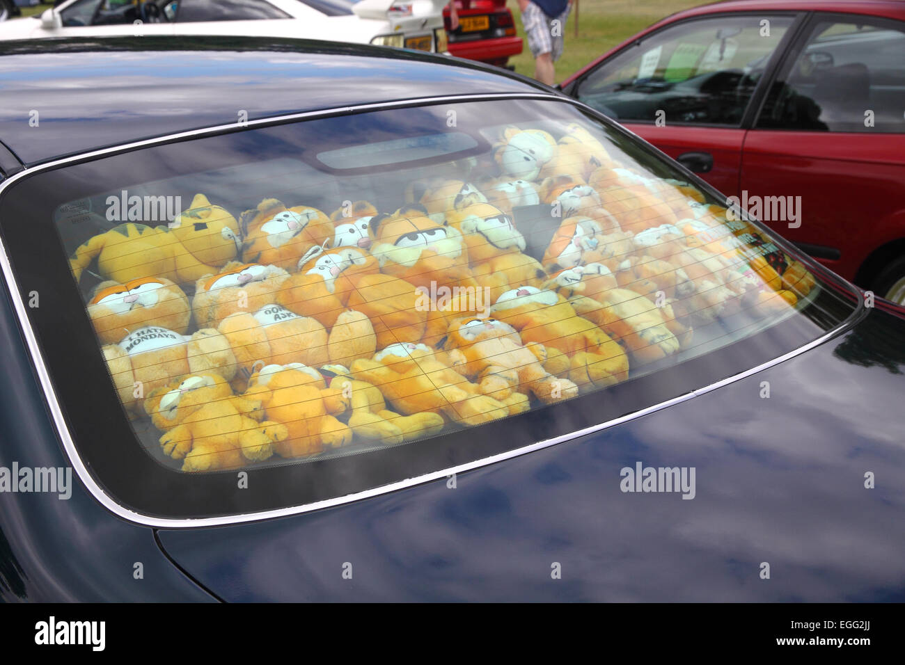 Many Garfield cuddly toys in rear window of car Stock Photo