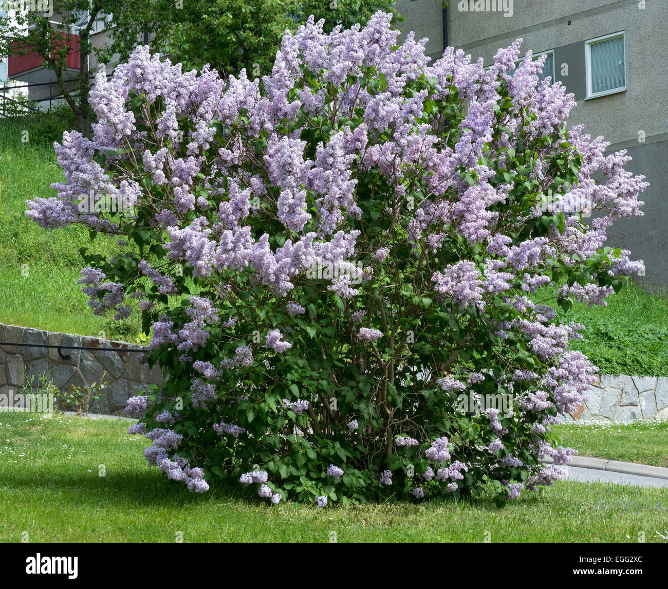 Lilacs blossoming on a bush, Sweden in May. Stock Photo