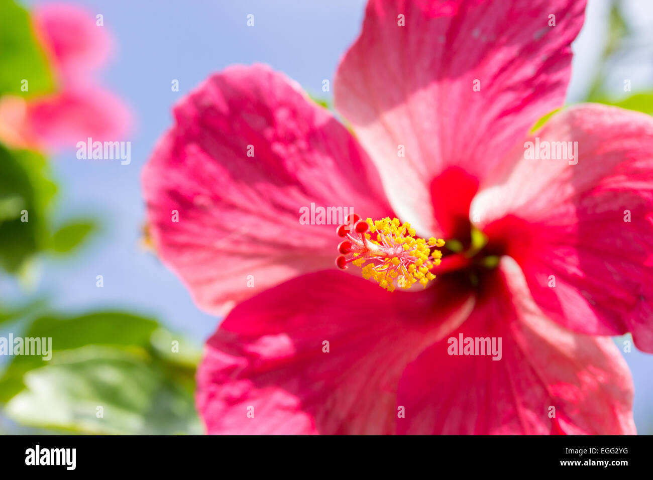 Hibiscus flowers hi-res stock photography and images - Alamy