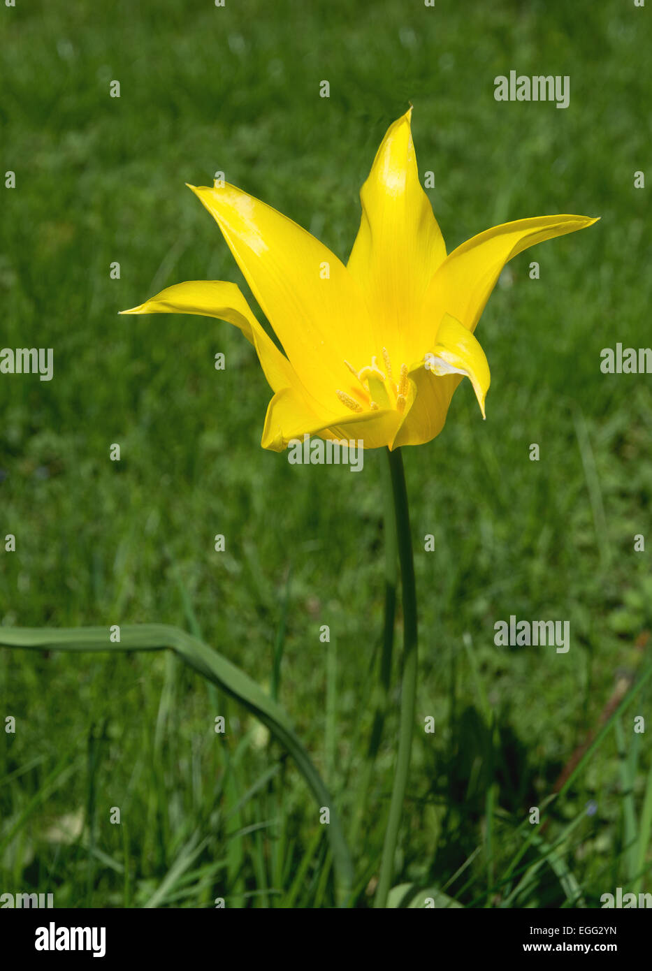 Yellow spring tulip in green grass, Sweden in April Stock Photo - Alamy