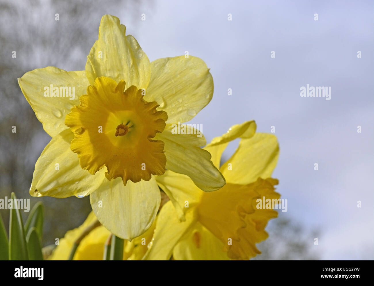 Yellow spring daffodil on soft grey sky, Sweden in April Stock Photo