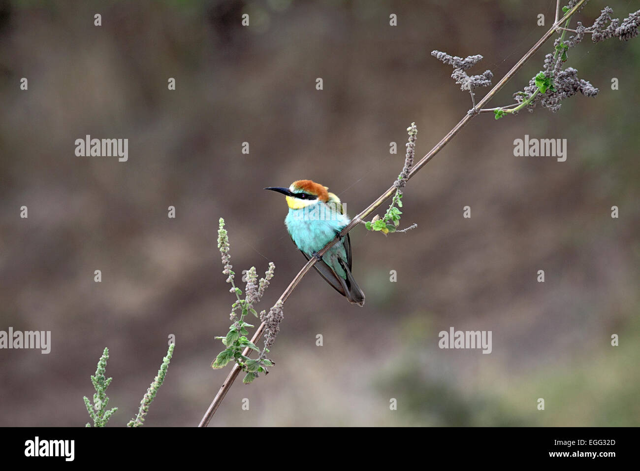 Blue-cheeked bee-eater perching on thin branch in South Africa Stock Photo