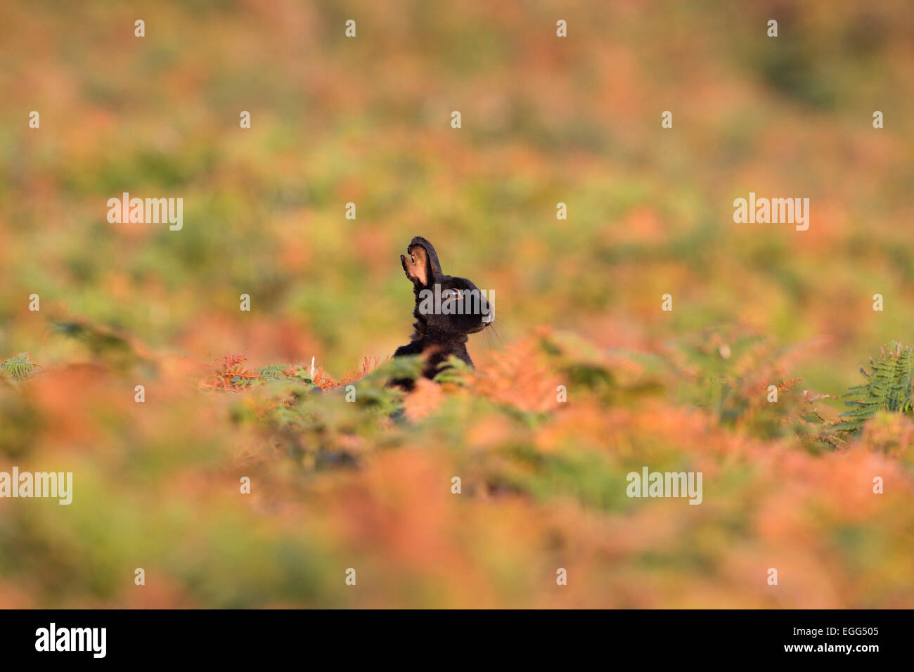 Rabbit damage hi-res stock photography and images - Alamy