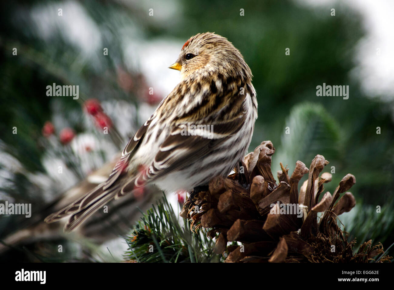 Common redpoll bird perched on a pine cone close up. Stock Photo