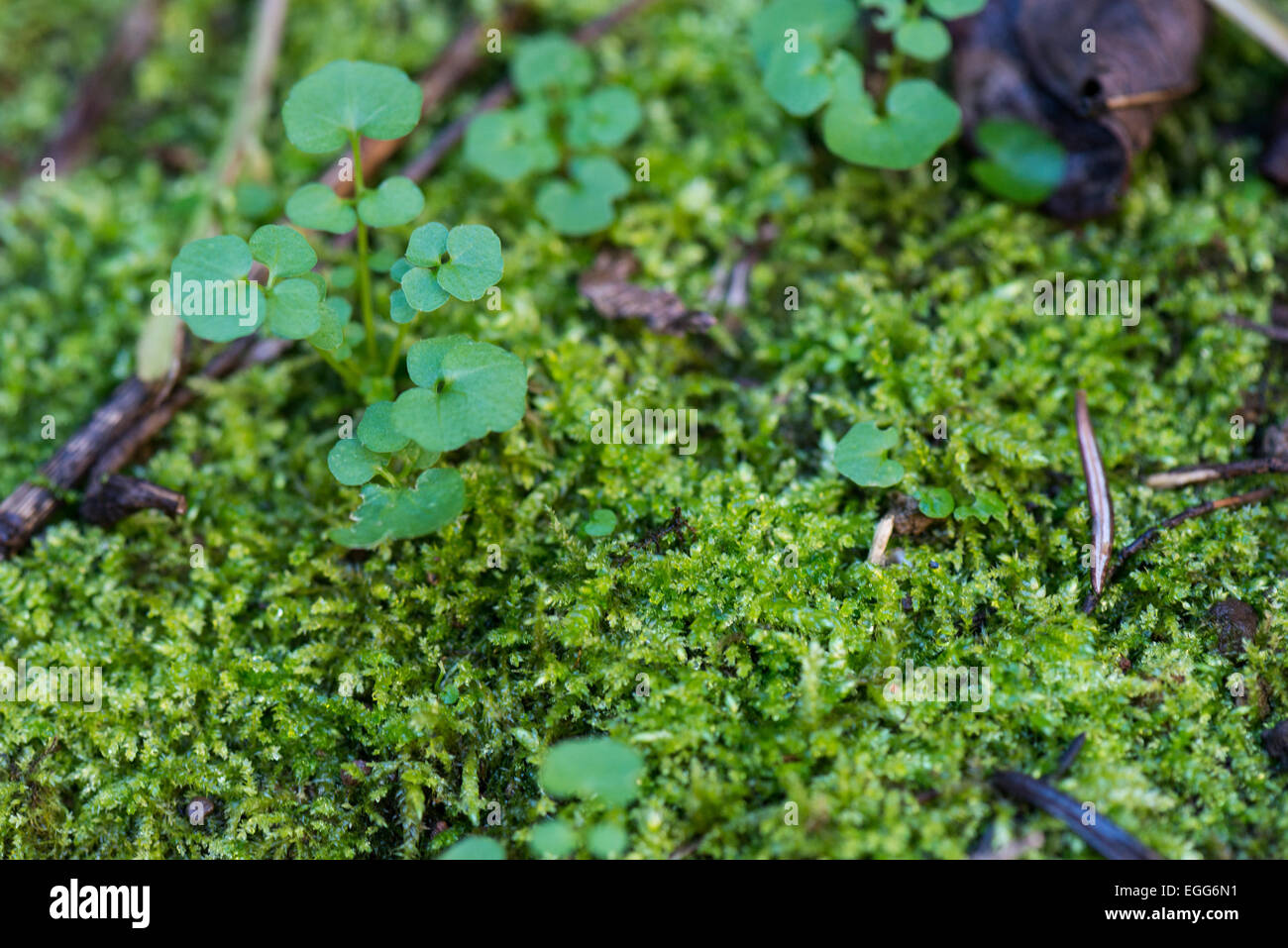 nice moss green substrate in the garden with leaf Stock Photo Alamy
