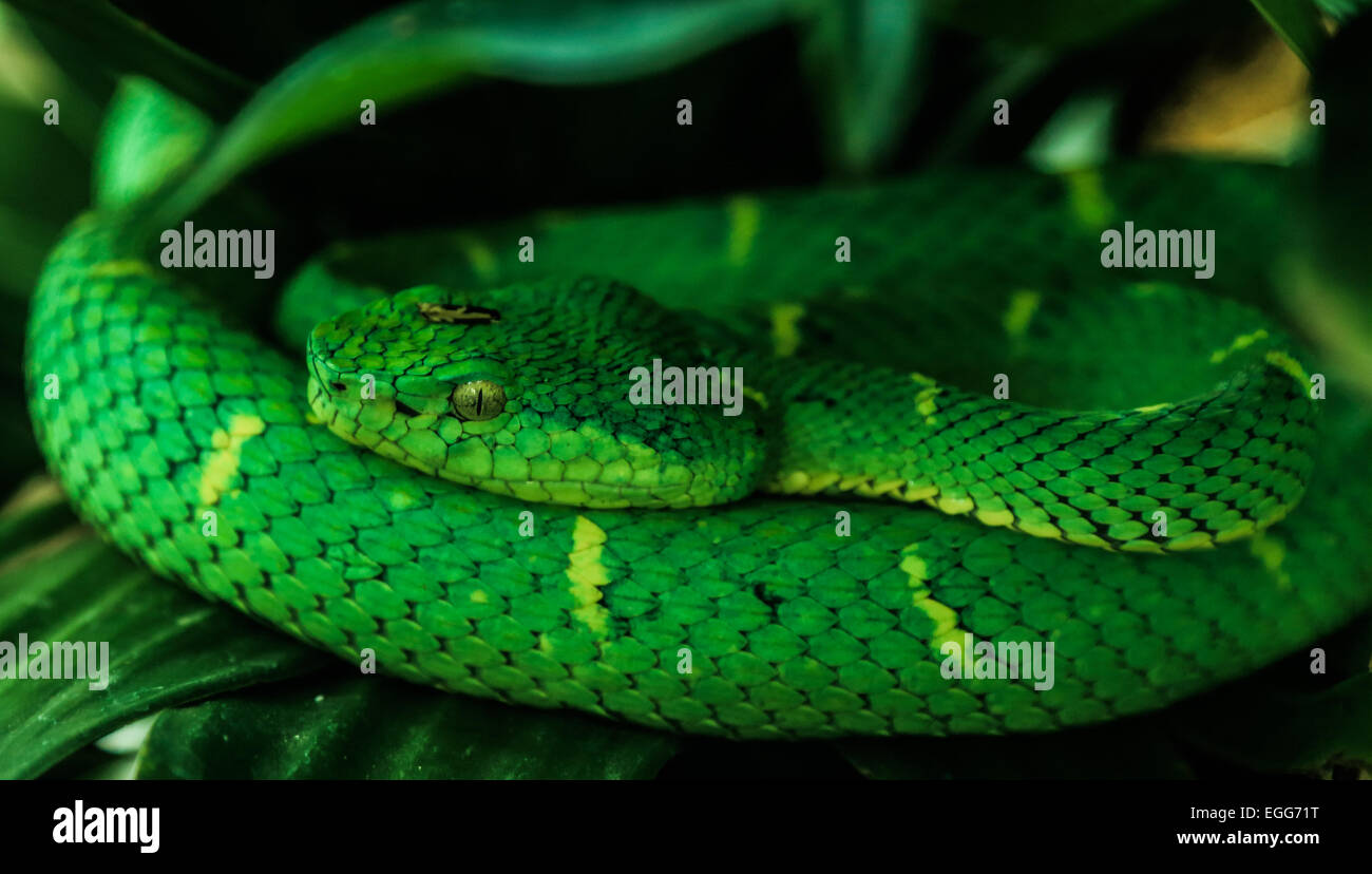 Side-striped pit viper (bothriechis lateralis) seen in Monteverde, Costa Rica. Stock Photo