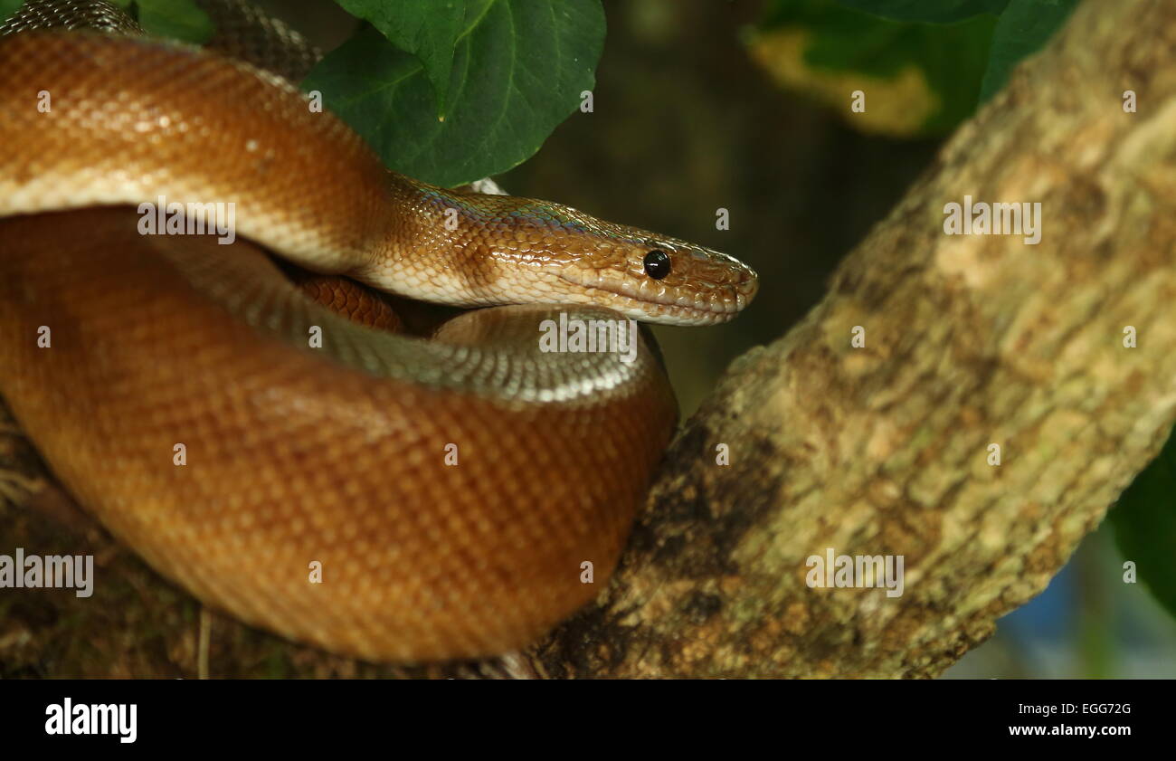 Rainbow Boa (Epicrates cenchria) seen in Monteverde, Costa Rica Stock ...