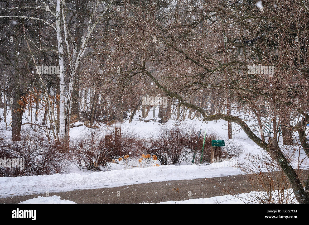 Winter scenic with birch tree Stock Photo