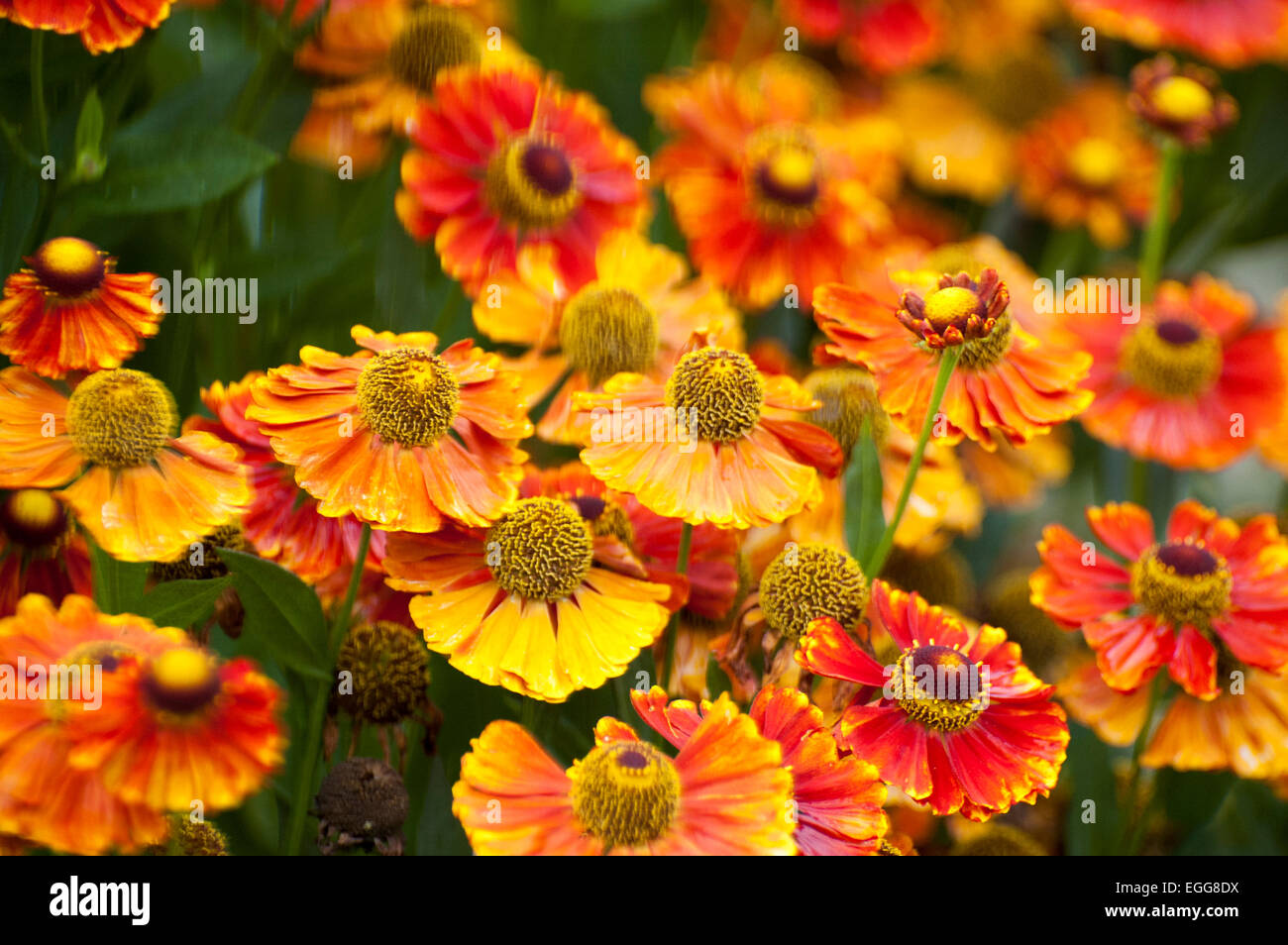 Zinnias, Ciniya (Latin Zinnia) genus of annual and perennial grasses of the family of dwarf