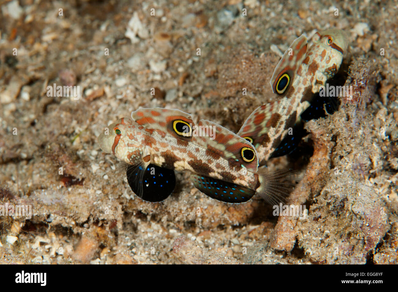 A pair of Signal Goby in the Solomon Islands. Stock Photo