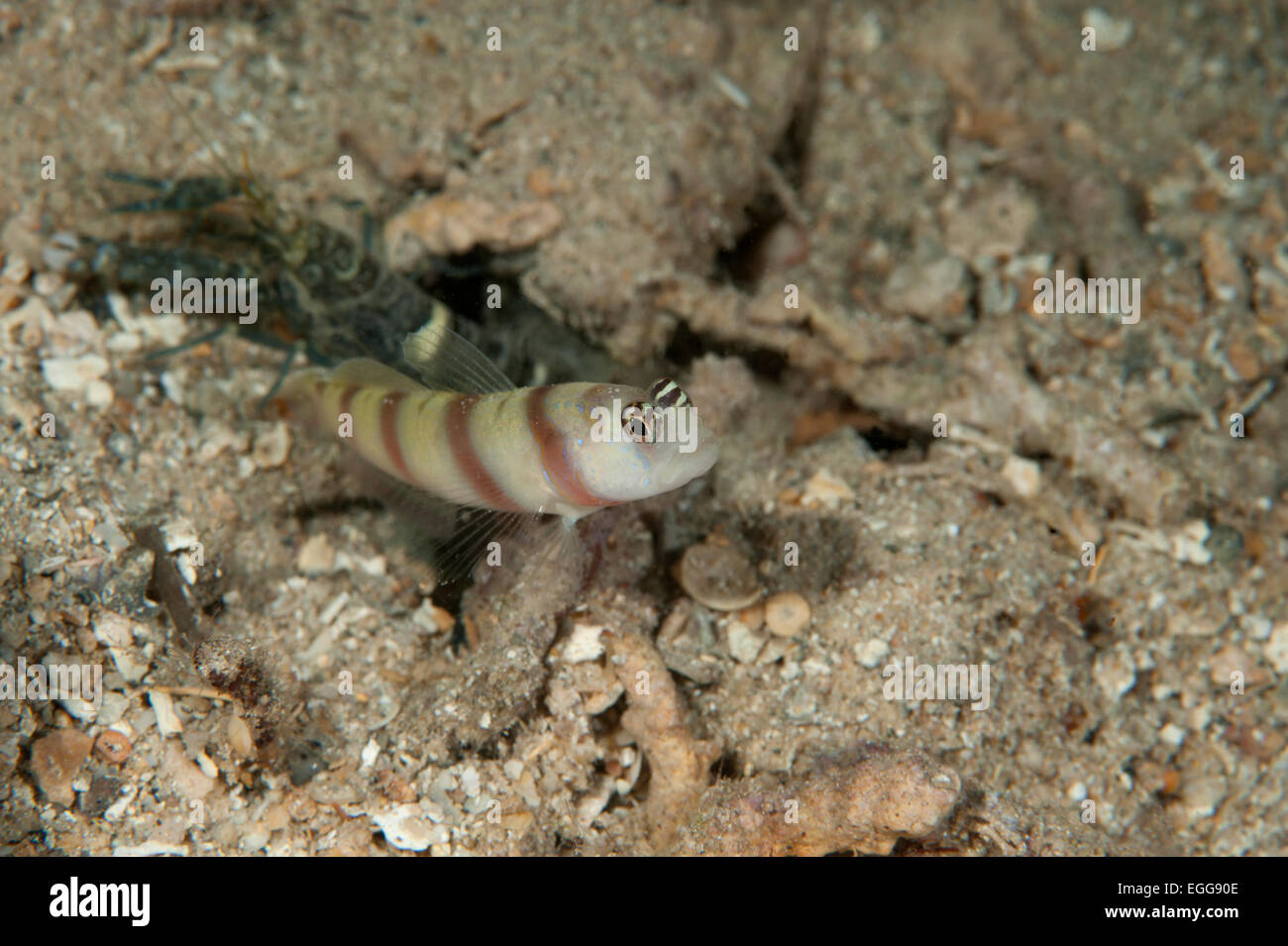 A Flagtail Shrimpgoby and its alpheid shrimp in a burrow in the Solomon Islands. Stock Photo