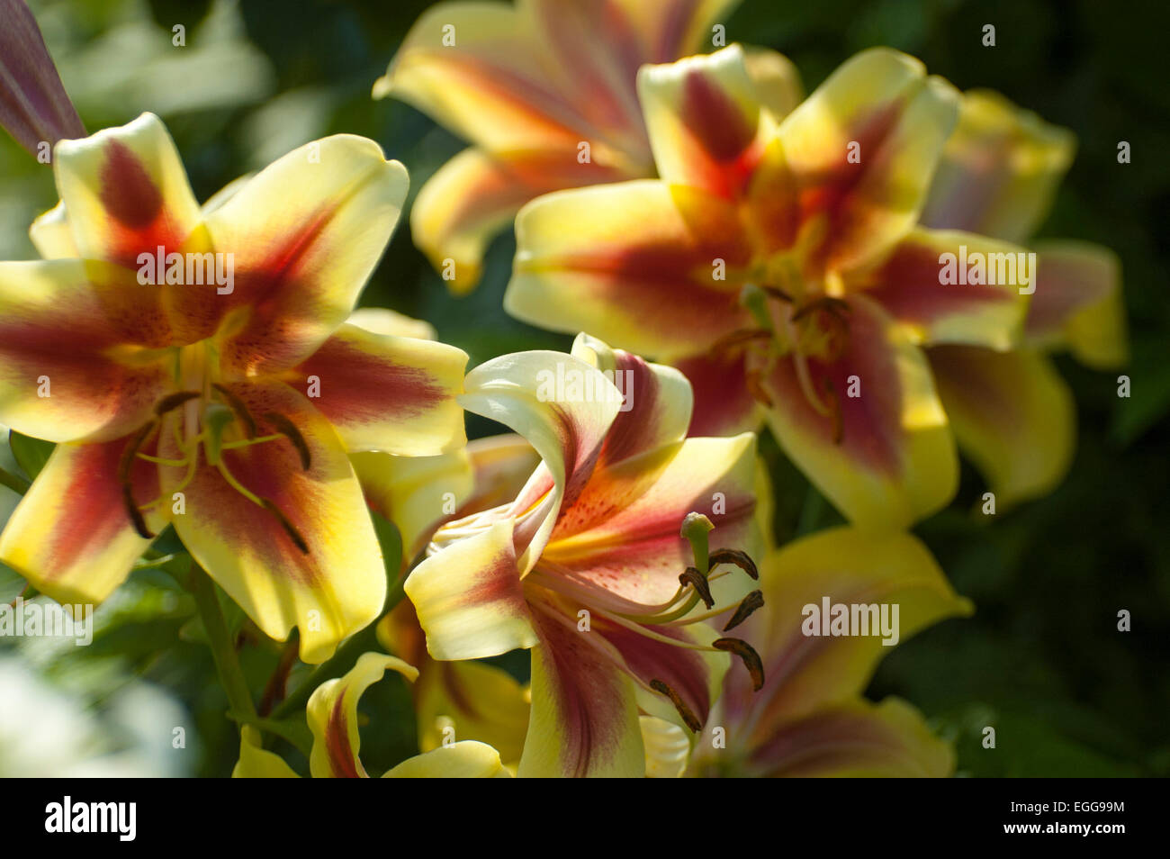 Lily (Latin Lílium) genus of plants in the family Liliaceae