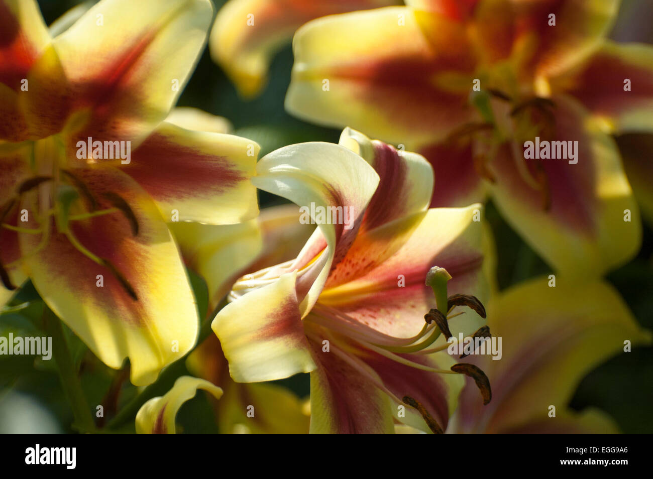 lily (latin lílium) - genus of plants in the family liliaceae stock